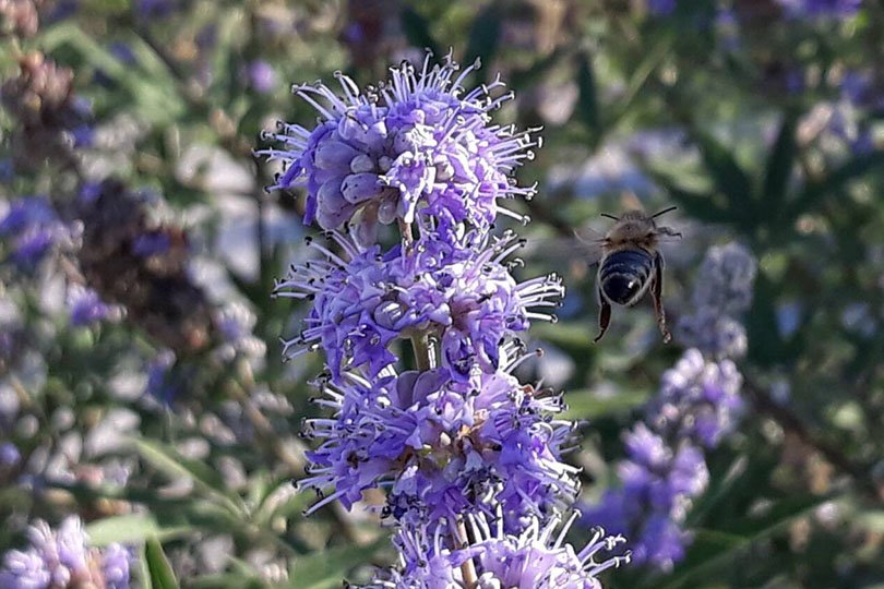 Αιθέριο Έλαιο Λεβάντας